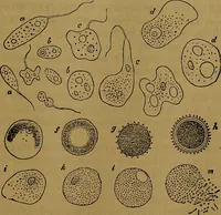 An illustration from The origin of life and process of reproduction in plants and animals : with the anatomy and physiology of the human generative system, male and female, and the causes, prevention and cure of the special diseases to which it is liable : a plain, practical treatise, for popular use / by Dr. F. Hollick ; illustrated by engravings and colored plates. (1902)
