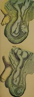 Picture 130 of 163 from The origin of life and process of reproduction in plants and animals : with the anatomy and physiology of the human generative system, male and female, and the causes, prevention and cure of the special diseases to which it is liable : a plain, practical treatise, for popular use / by Dr. F. Hollick ; illustrated by engravings and colored plates. (1902), leaf 703