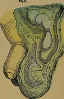 An illustration from The origin of life and process of reproduction in plants and animals : with the anatomy and physiology of the human generative system, male and female, and the causes, prevention and cure of the special diseases to which it is liable : a plain, practical treatise, for popular use / by Dr. F. Hollick ; illustrated by engravings and colored plates. (1902)