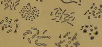 An illustration from The origin of life and process of reproduction in plants and animals : with the anatomy and physiology of the human generative system, male and female, and the causes, prevention and cure of the special diseases to which it is liable : a plain, practical treatise, for popular use / by Dr. F. Hollick ; illustrated by engravings and colored plates. (1902)