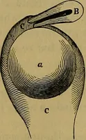 An illustration from The origin of life and process of reproduction in plants and animals : with the anatomy and physiology of the human generative system, male and female, and the causes, prevention and cure of the special diseases to which it is liable : a plain, practical treatise, for popular use / by Dr. F. Hollick ; illustrated by engravings and colored plates. (1902)