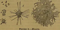 Picture 5 of 163 from The origin of life and process of reproduction in plants and animals : with the anatomy and physiology of the human generative system, male and female, and the causes, prevention and cure of the special diseases to which it is liable : a plain, practical treatise, for popular use / by Dr. F. Hollick ; illustrated by engravings and colored plates. (1902), leaf 73