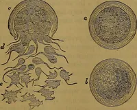 An illustration from The origin of life and process of reproduction in plants and animals : with the anatomy and physiology of the human generative system, male and female, and the causes, prevention and cure of the special diseases to which it is liable : a plain, practical treatise, for popular use / by Dr. F. Hollick ; illustrated by engravings and colored plates. (1902)
