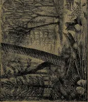 Picture 7 of 163 from The origin of life and process of reproduction in plants and animals : with the anatomy and physiology of the human generative system, male and female, and the causes, prevention and cure of the special diseases to which it is liable : a plain, practical treatise, for popular use / by Dr. F. Hollick ; illustrated by engravings and colored plates. (1902), leaf 79