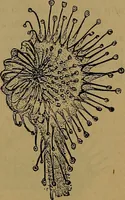 An illustration from The origin of life and process of reproduction in plants and animals : with the anatomy and physiology of the human generative system, male and female, and the causes, prevention and cure of the special diseases to which it is liable : a plain, practical treatise, for popular use / by Dr. F. Hollick ; illustrated by engravings and colored plates. (1902)