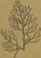 An illustration from The origin of life and process of reproduction in plants and animals : with the anatomy and physiology of the human generative system, male and female, and the causes, prevention and cure of the special diseases to which it is liable : a plain, practical treatise, for popular use / by Dr. F. Hollick ; illustrated by engravings and colored plates. (1902)