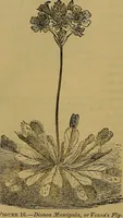 Picture 13 of 163 from The origin of life and process of reproduction in plants and animals : with the anatomy and physiology of the human generative system, male and female, and the causes, prevention and cure of the special diseases to which it is liable : a plain, practical treatise, for popular use / by Dr. F. Hollick ; illustrated by engravings and colored plates. (1902), leaf 86