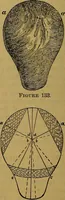 An illustration from The origin of life and process of reproduction in plants and animals : with the anatomy and physiology of the human generative system, male and female, and the causes, prevention and cure of the special diseases to which it is liable : a plain, practical treatise, for popular use / by Dr. F. Hollick ; illustrated by engravings and colored plates. (1902)