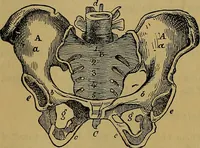 Picture 135 of 163 from The origin of life and process of reproduction in plants and animals : with the anatomy and physiology of the human generative system, male and female, and the causes, prevention and cure of the special diseases to which it is liable : a plain, practical treatise, for popular use / by Dr. F. Hollick ; illustrated by engravings and colored plates. (1902), leaf 864