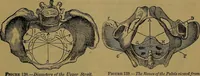 Picture 137 of 163 from The origin of life and process of reproduction in plants and animals : with the anatomy and physiology of the human generative system, male and female, and the causes, prevention and cure of the special diseases to which it is liable : a plain, practical treatise, for popular use / by Dr. F. Hollick ; illustrated by engravings and colored plates. (1902), leaf 865