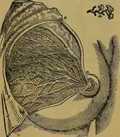 An illustration from The origin of life and process of reproduction in plants and animals : with the anatomy and physiology of the human generative system, male and female, and the causes, prevention and cure of the special diseases to which it is liable : a plain, practical treatise, for popular use / by Dr. F. Hollick ; illustrated by engravings and colored plates. (1902)