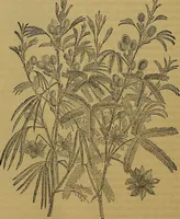 An illustration from The origin of life and process of reproduction in plants and animals : with the anatomy and physiology of the human generative system, male and female, and the causes, prevention and cure of the special diseases to which it is liable : a plain, practical treatise, for popular use / by Dr. F. Hollick ; illustrated by engravings and colored plates. (1902)