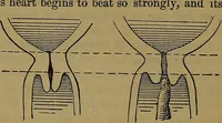 An illustration from The origin of life and process of reproduction in plants and animals : with the anatomy and physiology of the human generative system, male and female, and the causes, prevention and cure of the special diseases to which it is liable : a plain, practical treatise, for popular use / by Dr. F. Hollick ; illustrated by engravings and colored plates. (1902)