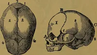 An illustration from The origin of life and process of reproduction in plants and animals : with the anatomy and physiology of the human generative system, male and female, and the causes, prevention and cure of the special diseases to which it is liable : a plain, practical treatise, for popular use / by Dr. F. Hollick ; illustrated by engravings and colored plates. (1902)