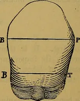 An illustration from The origin of life and process of reproduction in plants and animals : with the anatomy and physiology of the human generative system, male and female, and the causes, prevention and cure of the special diseases to which it is liable : a plain, practical treatise, for popular use / by Dr. F. Hollick ; illustrated by engravings and colored plates. (1902)