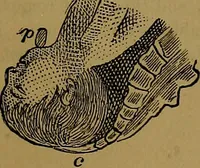 An illustration from The origin of life and process of reproduction in plants and animals : with the anatomy and physiology of the human generative system, male and female, and the causes, prevention and cure of the special diseases to which it is liable : a plain, practical treatise, for popular use / by Dr. F. Hollick ; illustrated by engravings and colored plates. (1902)