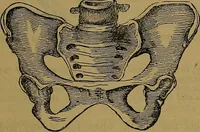 Picture 153 of 163 from The origin of life and process of reproduction in plants and animals : with the anatomy and physiology of the human generative system, male and female, and the causes, prevention and cure of the special diseases to which it is liable : a plain, practical treatise, for popular use / by Dr. F. Hollick ; illustrated by engravings and colored plates. (1902), leaf 947