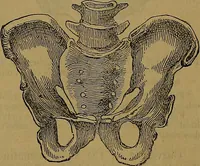 An illustration from The origin of life and process of reproduction in plants and animals : with the anatomy and physiology of the human generative system, male and female, and the causes, prevention and cure of the special diseases to which it is liable : a plain, practical treatise, for popular use / by Dr. F. Hollick ; illustrated by engravings and colored plates. (1902)