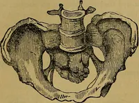 Picture 156 of 163 from The origin of life and process of reproduction in plants and animals : with the anatomy and physiology of the human generative system, male and female, and the causes, prevention and cure of the special diseases to which it is liable : a plain, practical treatise, for popular use / by Dr. F. Hollick ; illustrated by engravings and colored plates. (1902), leaf 948