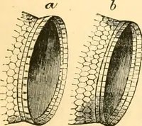 An illustration from The microscope : its history, construction, and application, being a familiar introduction to the use of the instrument, and the study of microscopial science / By Jabez Hogg ... with upwards of five hundred engravings and coloured illustrations by Tuffen West. (1867)