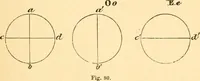 An illustration from The microscope : its history, construction, and application, being a familiar introduction to the use of the instrument, and the study of microscopial science / By Jabez Hogg ... with upwards of five hundred engravings and coloured illustrations by Tuffen West. (1867)