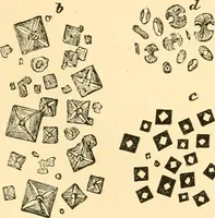 An illustration from The microscope : its history, construction, and application, being a familiar introduction to the use of the instrument, and the study of microscopial science / By Jabez Hogg ... with upwards of five hundred engravings and coloured illustrations by Tuffen West. (1867)