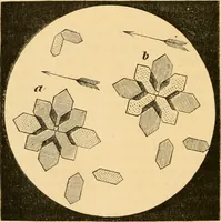 An illustration from The microscope : its history, construction, and application, being a familiar introduction to the use of the instrument, and the study of microscopial science / By Jabez Hogg ... with upwards of five hundred engravings and coloured illustrations by Tuffen West. (1867)