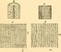 An illustration from The microscope : its history, construction, and application, being a familiar introduction to the use of the instrument, and the study of microscopial science / By Jabez Hogg ... with upwards of five hundred engravings and coloured illustrations by Tuffen West. (1867)