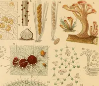 An illustration from The microscope : its history, construction, and application, being a familiar introduction to the use of the instrument, and the study of microscopial science / By Jabez Hogg ... with upwards of five hundred engravings and coloured illustrations by Tuffen West. (1867)