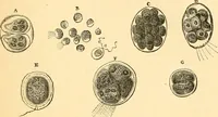 An illustration from The microscope : its history, construction, and application, being a familiar introduction to the use of the instrument, and the study of microscopial science / By Jabez Hogg ... with upwards of five hundred engravings and coloured illustrations by Tuffen West. (1867)