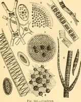 An illustration from The microscope : its history, construction, and application, being a familiar introduction to the use of the instrument, and the study of microscopial science / By Jabez Hogg ... with upwards of five hundred engravings and coloured illustrations by Tuffen West. (1867)