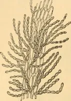 An illustration from The microscope : its history, construction, and application, being a familiar introduction to the use of the instrument, and the study of microscopial science / By Jabez Hogg ... with upwards of five hundred engravings and coloured illustrations by Tuffen West. (1867)