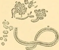 An illustration from The microscope : its history, construction, and application, being a familiar introduction to the use of the instrument, and the study of microscopial science / By Jabez Hogg ... with upwards of five hundred engravings and coloured illustrations by Tuffen West. (1867)