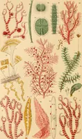 An illustration from The microscope : its history, construction, and application, being a familiar introduction to the use of the instrument, and the study of microscopial science / By Jabez Hogg ... with upwards of five hundred engravings and coloured illustrations by Tuffen West. (1867)
