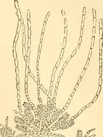 An illustration from The microscope : its history, construction, and application, being a familiar introduction to the use of the instrument, and the study of microscopial science / By Jabez Hogg ... with upwards of five hundred engravings and coloured illustrations by Tuffen West. (1867)