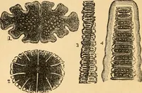 An illustration from The microscope : its history, construction, and application, being a familiar introduction to the use of the instrument, and the study of microscopial science / By Jabez Hogg ... with upwards of five hundred engravings and coloured illustrations by Tuffen West. (1867)