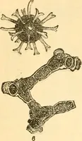 An illustration from The microscope : its history, construction, and application, being a familiar introduction to the use of the instrument, and the study of microscopial science / By Jabez Hogg ... with upwards of five hundred engravings and coloured illustrations by Tuffen West. (1867)