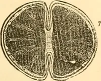 An illustration from The microscope : its history, construction, and application, being a familiar introduction to the use of the instrument, and the study of microscopial science / By Jabez Hogg ... with upwards of five hundred engravings and coloured illustrations by Tuffen West. (1867)