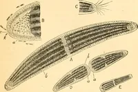 An illustration from The microscope : its history, construction, and application, being a familiar introduction to the use of the instrument, and the study of microscopial science / By Jabez Hogg ... with upwards of five hundred engravings and coloured illustrations by Tuffen West. (1867)