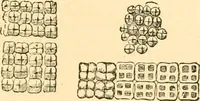 An illustration from The microscope : its history, construction, and application, being a familiar introduction to the use of the instrument, and the study of microscopial science / By Jabez Hogg ... with upwards of five hundred engravings and coloured illustrations by Tuffen West. (1867)