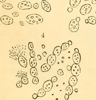 An illustration from The microscope : its history, construction, and application, being a familiar introduction to the use of the instrument, and the study of microscopial science / By Jabez Hogg ... with upwards of five hundred engravings and coloured illustrations by Tuffen West. (1867)