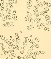 An illustration from The microscope : its history, construction, and application, being a familiar introduction to the use of the instrument, and the study of microscopial science / By Jabez Hogg ... with upwards of five hundred engravings and coloured illustrations by Tuffen West. (1867)