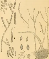 An illustration from The microscope : its history, construction, and application, being a familiar introduction to the use of the instrument, and the study of microscopial science / By Jabez Hogg ... with upwards of five hundred engravings and coloured illustrations by Tuffen West. (1867)
