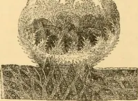 An illustration from The microscope : its history, construction, and application, being a familiar introduction to the use of the instrument, and the study of microscopial science / By Jabez Hogg ... with upwards of five hundred engravings and coloured illustrations by Tuffen West. (1867)