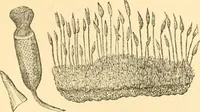 An illustration from The microscope : its history, construction, and application, being a familiar introduction to the use of the instrument, and the study of microscopial science / By Jabez Hogg ... with upwards of five hundred engravings and coloured illustrations by Tuffen West. (1867)