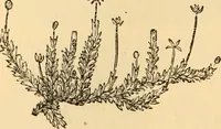 An illustration from The microscope : its history, construction, and application, being a familiar introduction to the use of the instrument, and the study of microscopial science / By Jabez Hogg ... with upwards of five hundred engravings and coloured illustrations by Tuffen West. (1867)