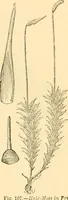 An illustration from The microscope : its history, construction, and application, being a familiar introduction to the use of the instrument, and the study of microscopial science / By Jabez Hogg ... with upwards of five hundred engravings and coloured illustrations by Tuffen West. (1867)