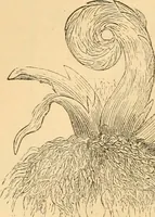 An illustration from The microscope : its history, construction, and application, being a familiar introduction to the use of the instrument, and the study of microscopial science / By Jabez Hogg ... with upwards of five hundred engravings and coloured illustrations by Tuffen West. (1867)