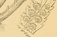 An illustration from The microscope : its history, construction, and application, being a familiar introduction to the use of the instrument, and the study of microscopial science / By Jabez Hogg ... with upwards of five hundred engravings and coloured illustrations by Tuffen West. (1867)