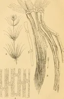 An illustration from The microscope : its history, construction, and application, being a familiar introduction to the use of the instrument, and the study of microscopial science / By Jabez Hogg ... with upwards of five hundred engravings and coloured illustrations by Tuffen West. (1867)